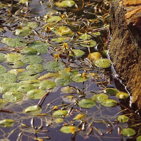 Landscaping project 7